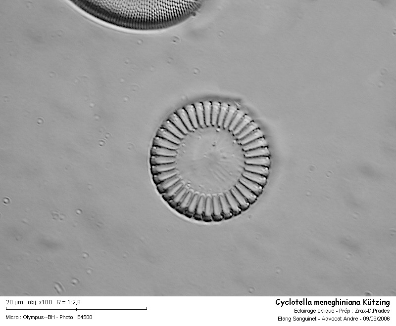 Cyclotella meneghiniana Kützing 1844 #2135