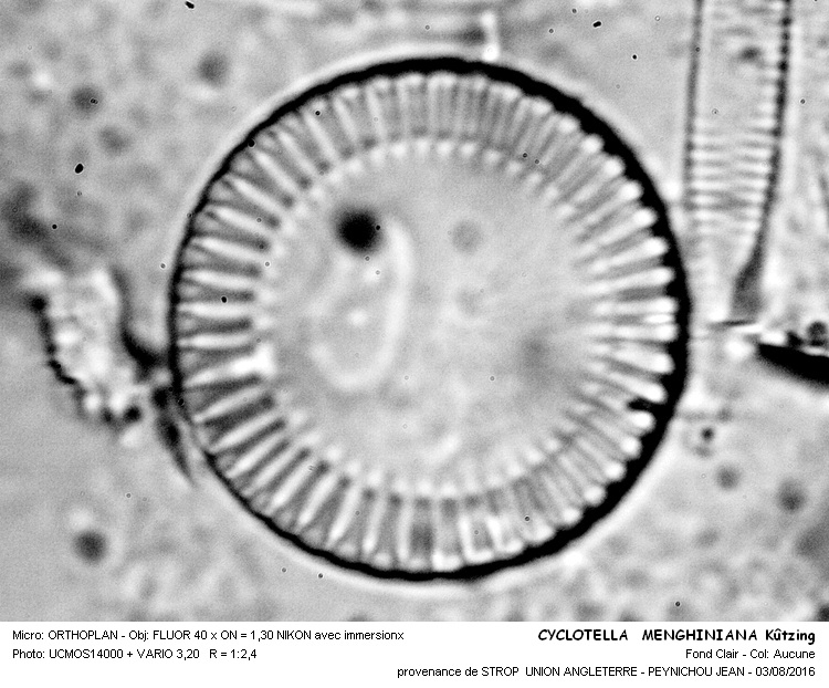 CYCLOTELLA MENGHINIANA Kützing #46350