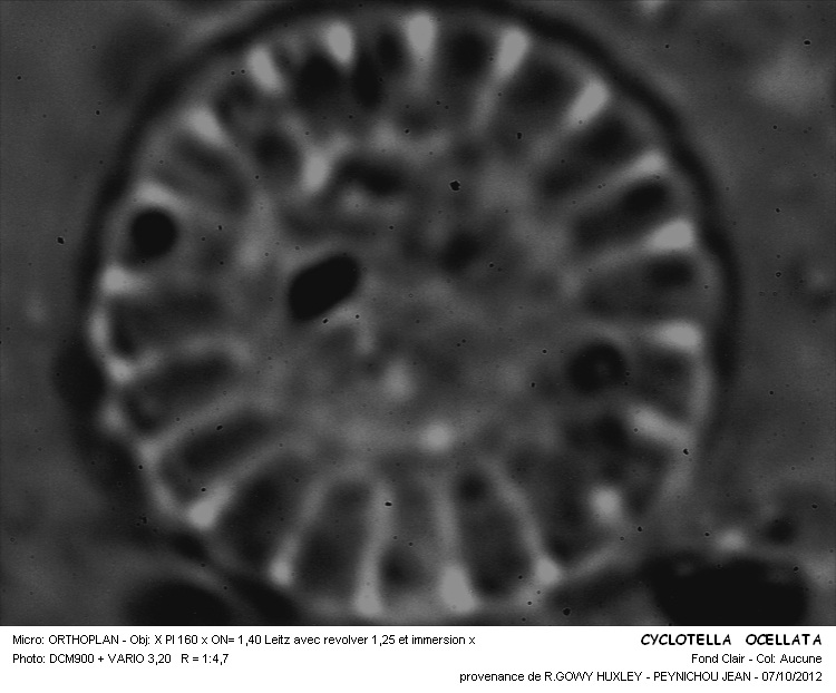CYCLOTELLA OCELLATA #32157