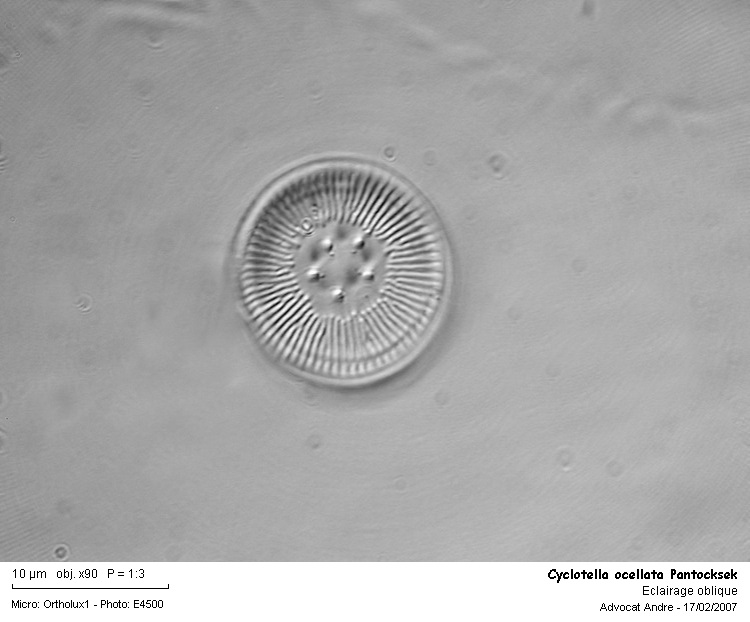 Cyclotella ocellata Pantocksek #1970