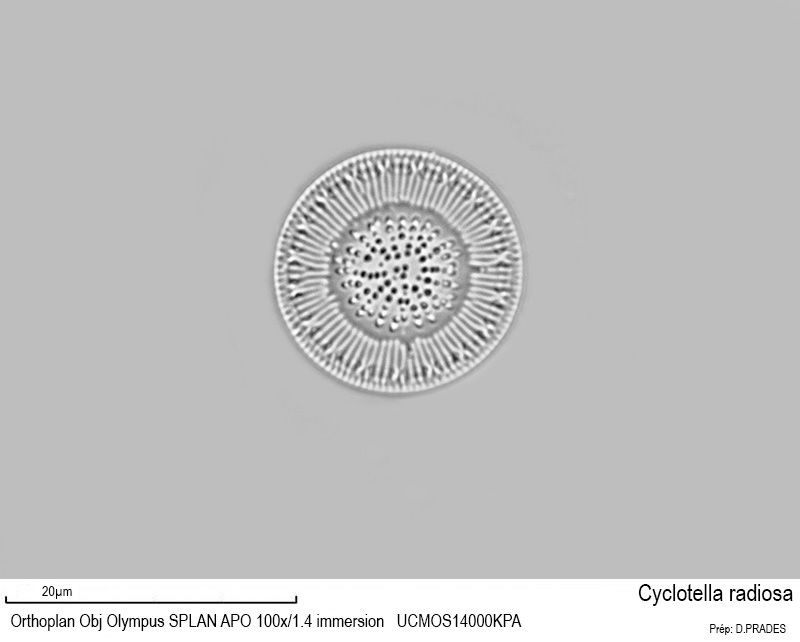 Cyclotella radiosa #48173