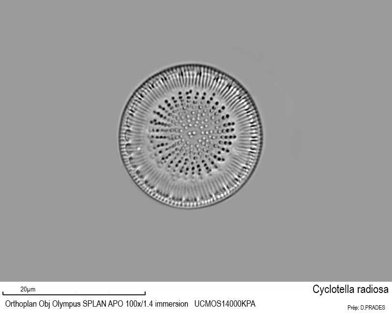 Cyclotella radiosa #48171