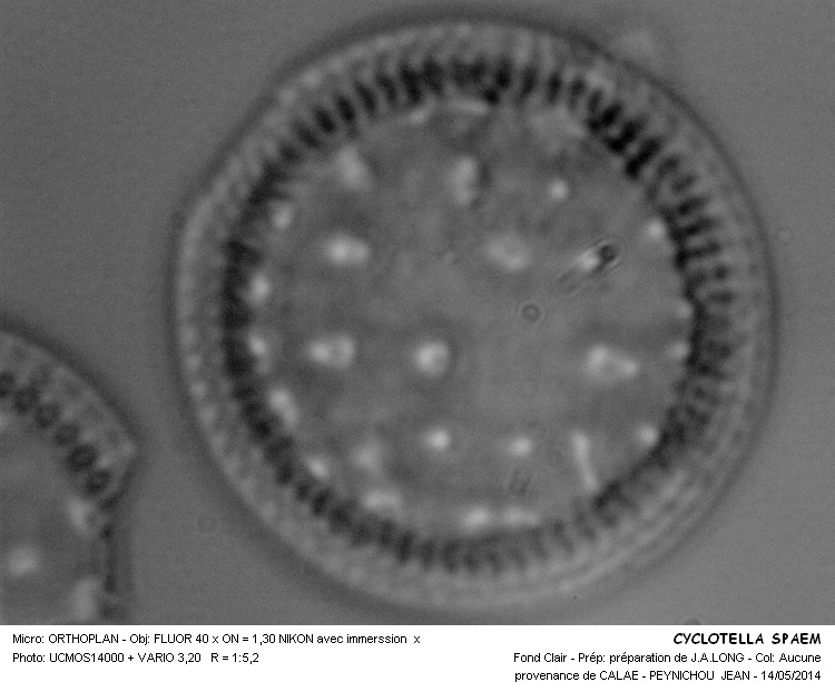 CYCLOTELLA SPAEM #37539