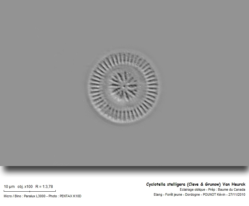 Cyclotella stelligera (Cleve & Grunow) Van Heurck #19246