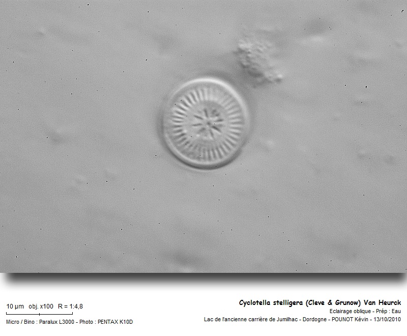 Cyclotella stelligera (Cleve & Grunow) Van Heurck #18483