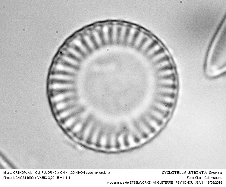 CYCLOTELLA STRIATA Grunow #45245