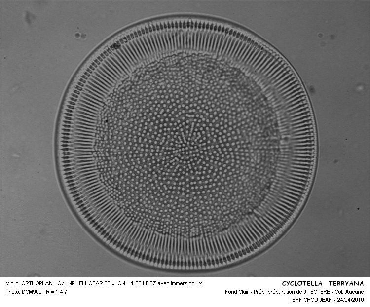 CYCLOTELLA TERRYANA #32154