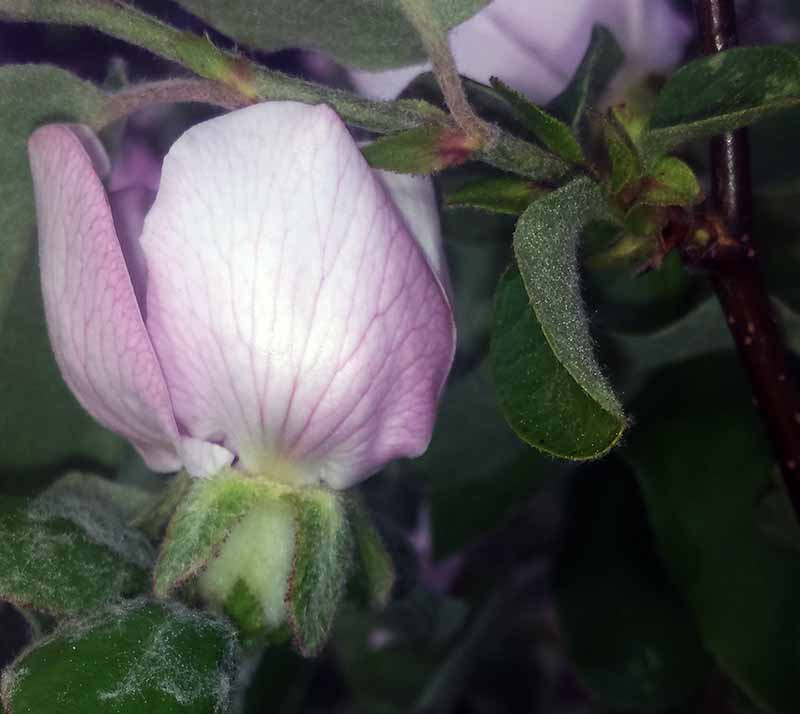 Cydonia oblonga #49386