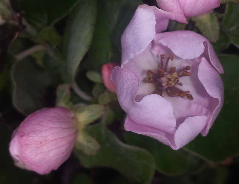 Cydonia oblonga #49385