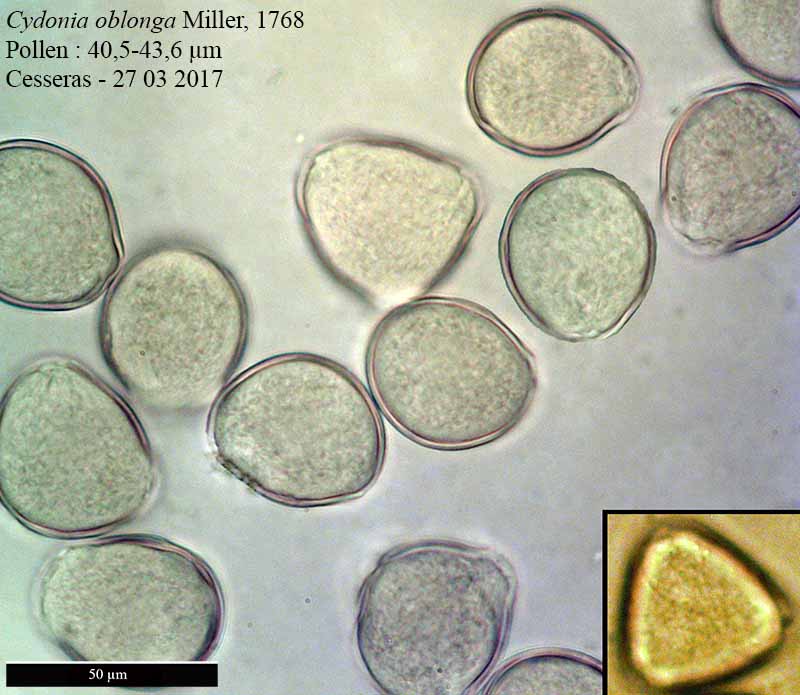 Cydonia oblonga #49389