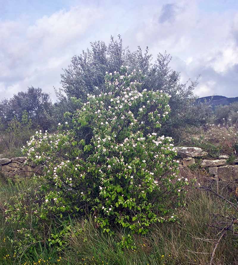 Cydonia oblonga #49381