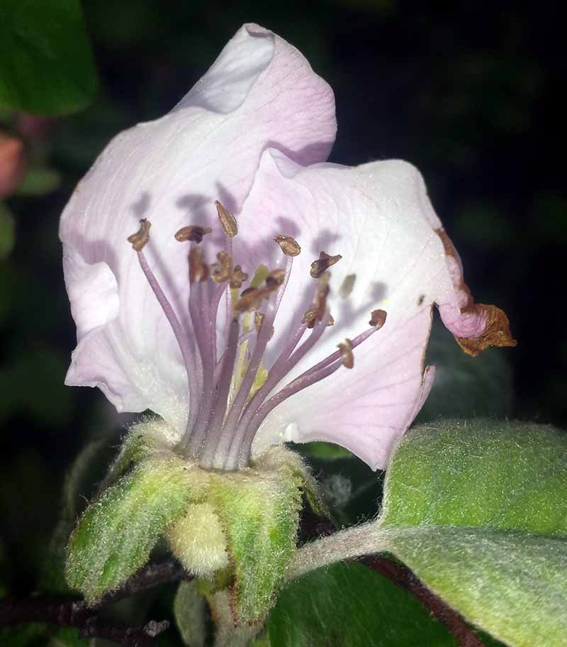 Cydonia oblonga #49387