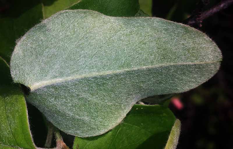 Cydonia oblonga #49384