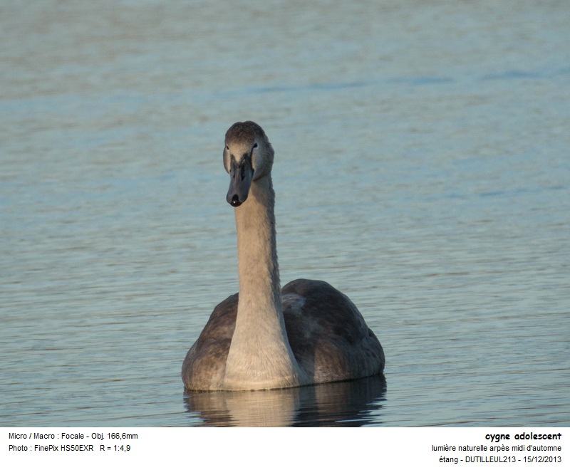 CYGNUS OLOR -CYGNE TUBERCULE #35246