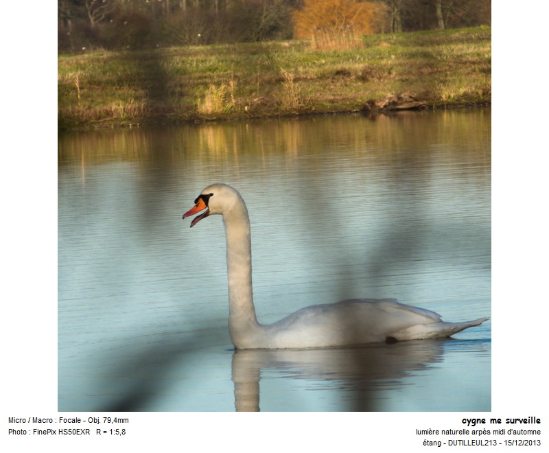 CYGNUS OLOR -CYGNE TUBERCULE #35248