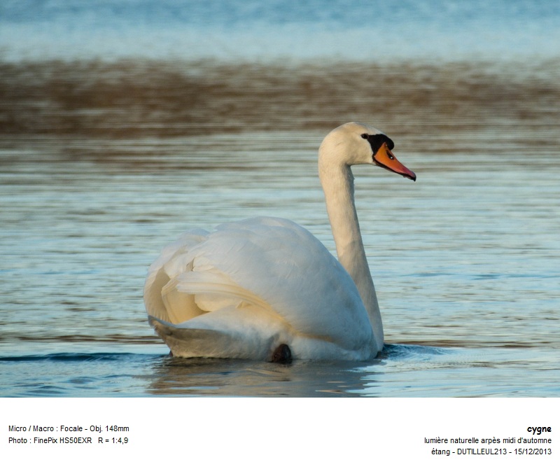 CYGNUS OLOR -CYGNE TUBERCULE #35245