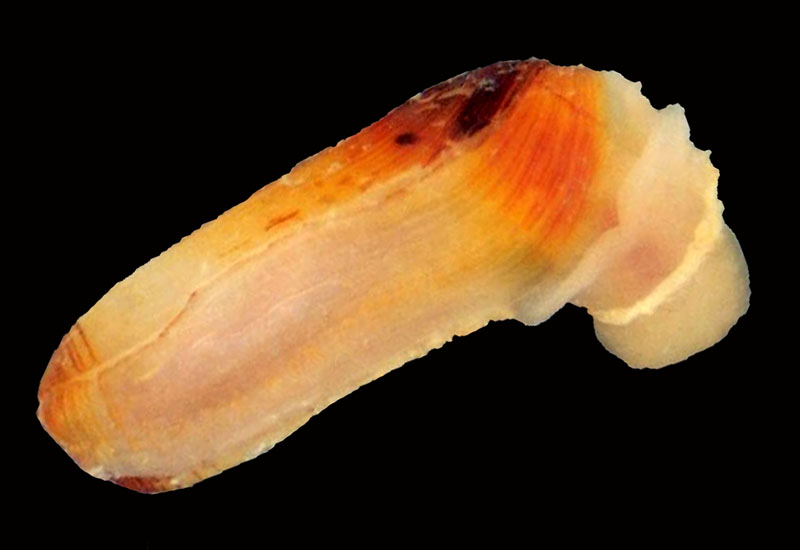 Cylichna cylindracea #56414