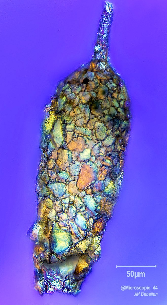 Cylindrifflugia acuminata #83741