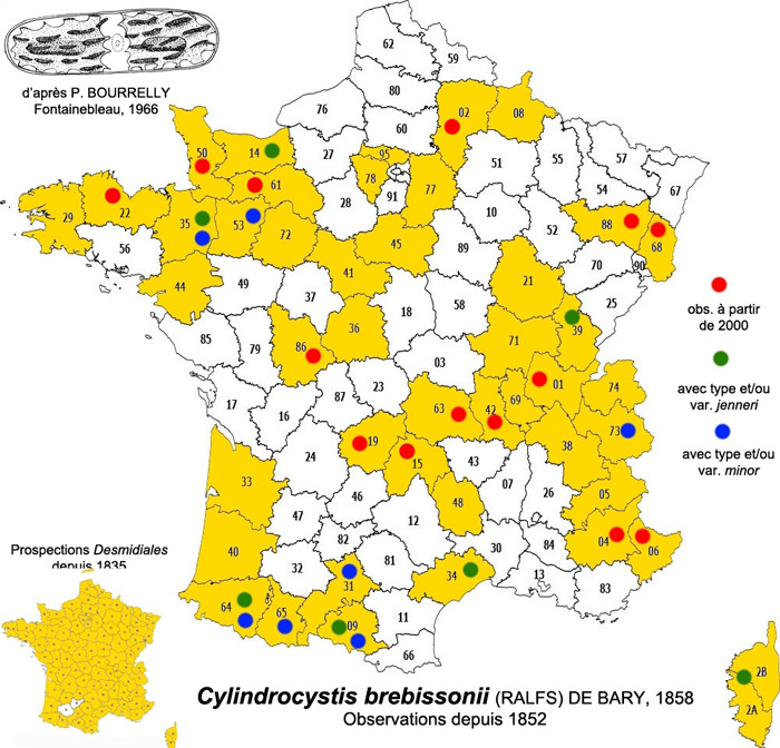 Cylindrocystis brebissonii De Bary #83956