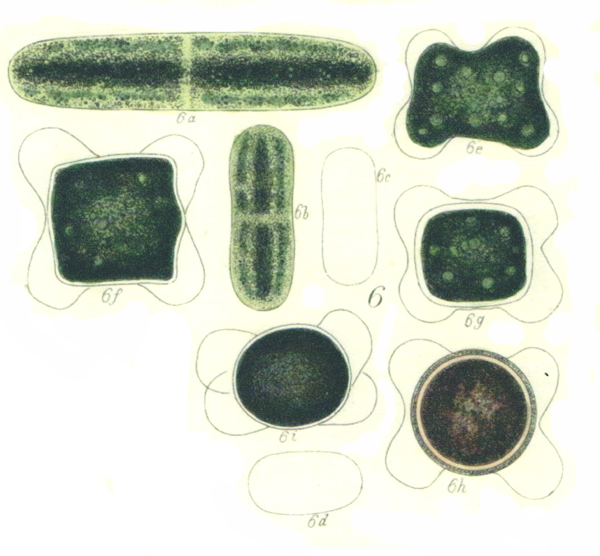 Cylindrocystis brebissonii De Bary #81856