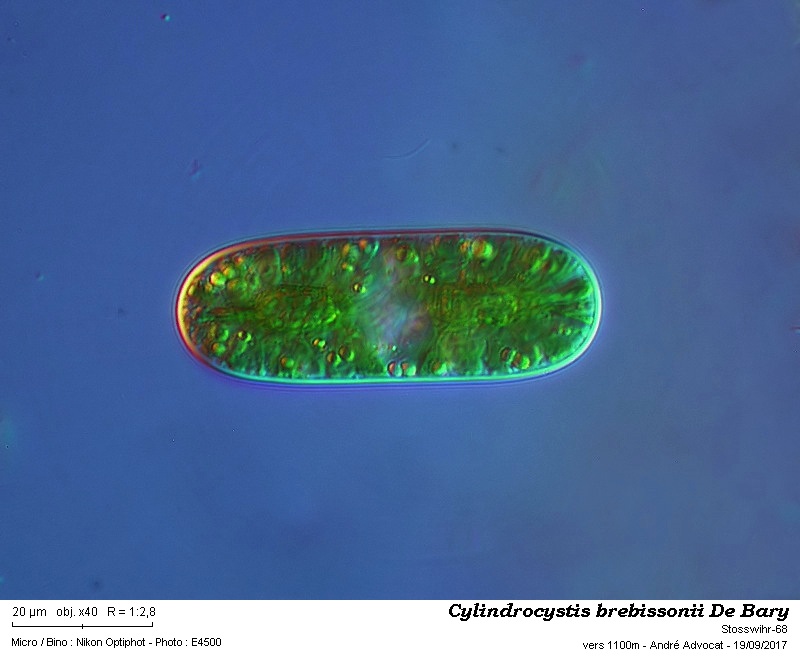 Cylindrocystis brebissonii De Bary #51548