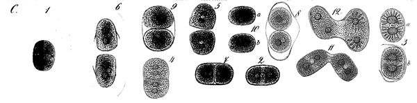 Cylindrocystis crassa #78416