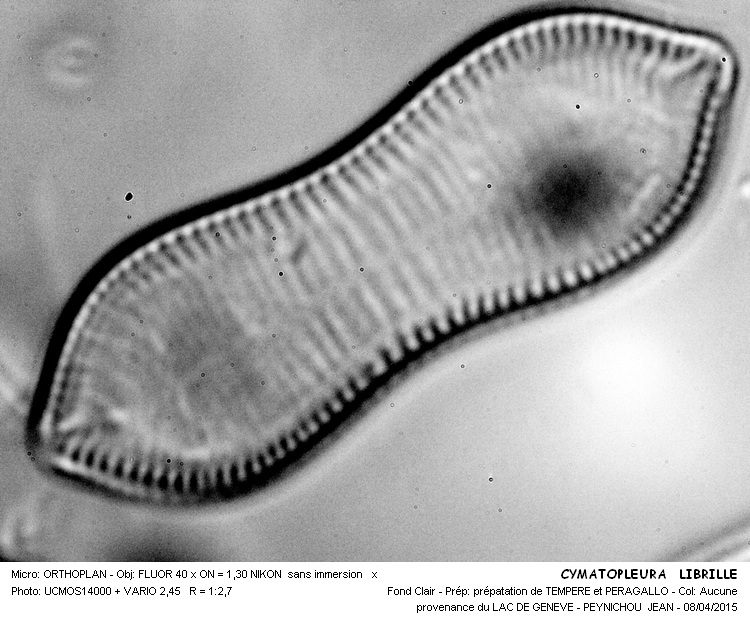 CYMATOPLEURA  LIBRILLE #41008