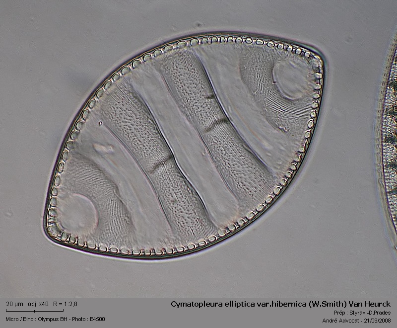 Cymatopleura elliptica var.hibernica (W.Smith) Van Heurck #5771