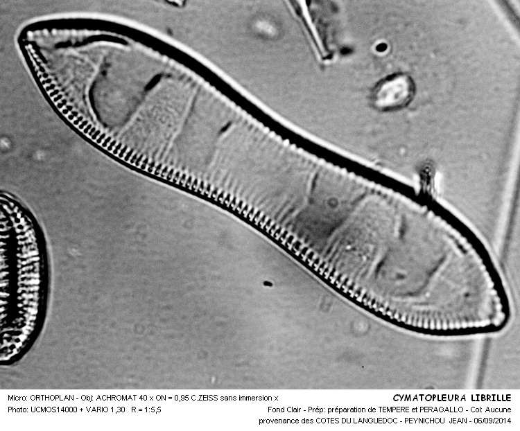 CYMATOPLEURA LIBRILLE #38802