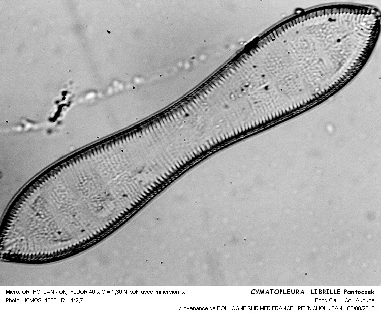 CYMATOPLEURA LIBRILLE Pantocsek #46395