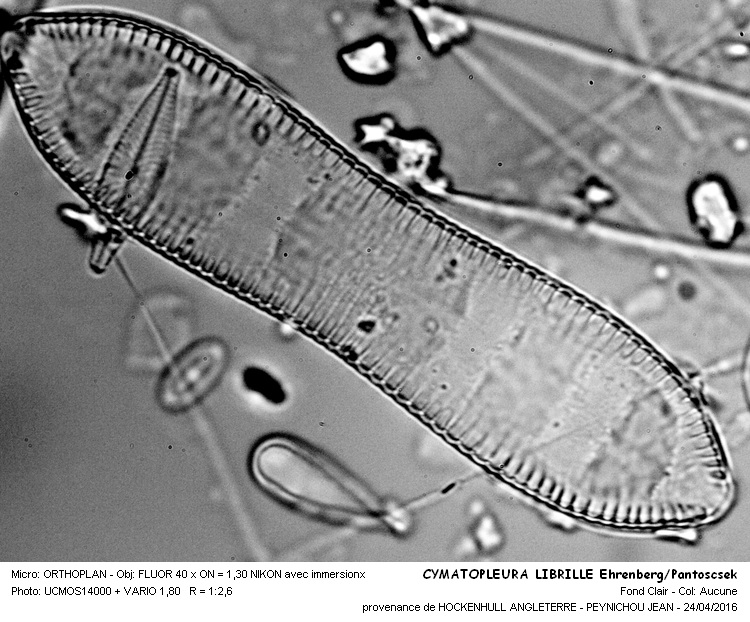 CYMATOPLEURA LIBRILLE Ehrenberg #44801