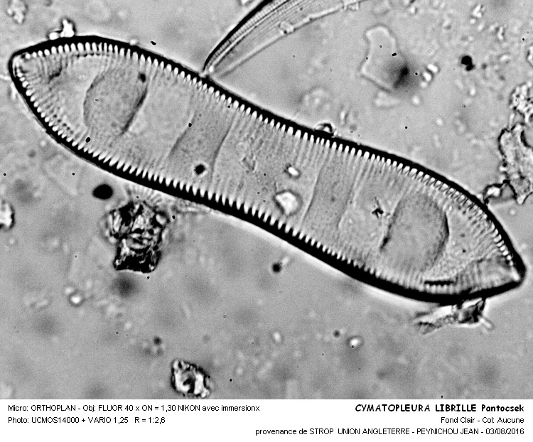 CYMATOPLEURA LIBRILLE Pantocsek #46349