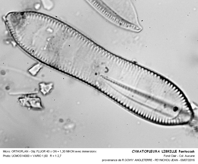 CYMATOPLEURA LIBRILLE Pantocsek #46020