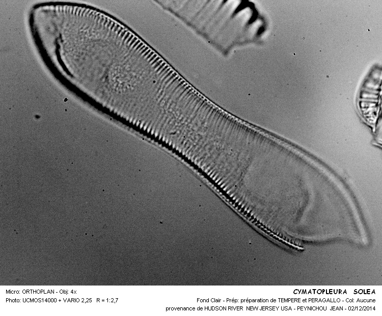 CYMATOPLEURA SOLEA #39914