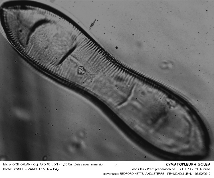 CYMATOPLEURA SOLEA #32152
