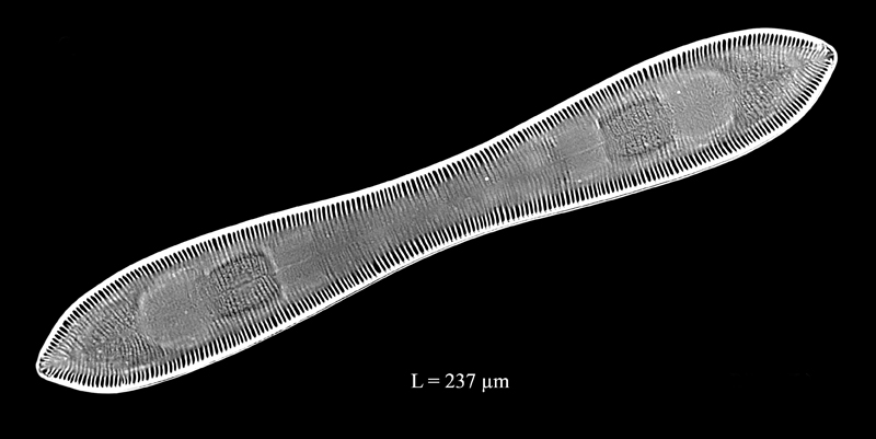 Cymatopleura solea var. clavata #74192