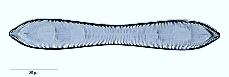 Cymatopleura solea #47766
