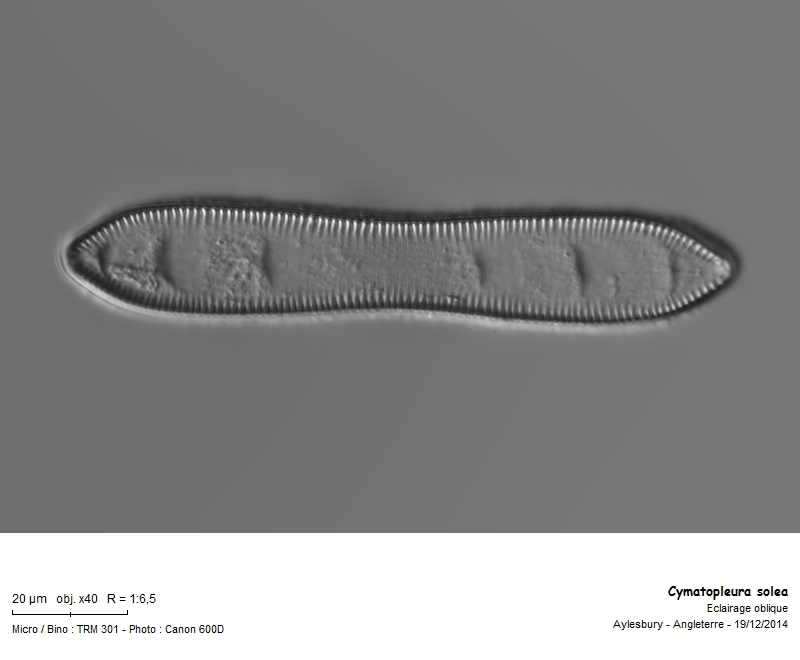 Cymatopleura solea #40137