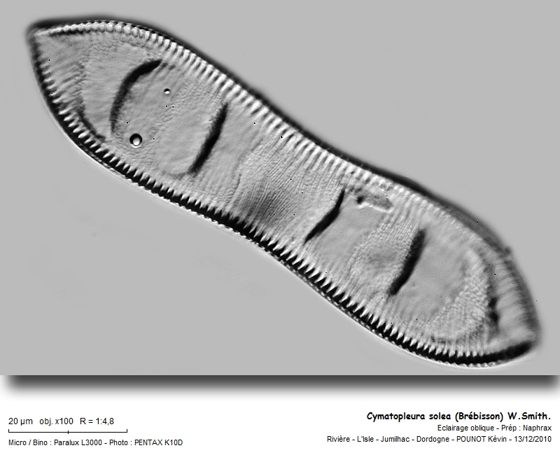 Cymatopleura solea (Brébisson) W.Smith. #19564