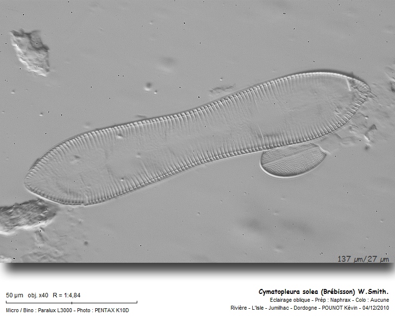 Cymatopleura solea (Brébisson) W.Smith. #19399