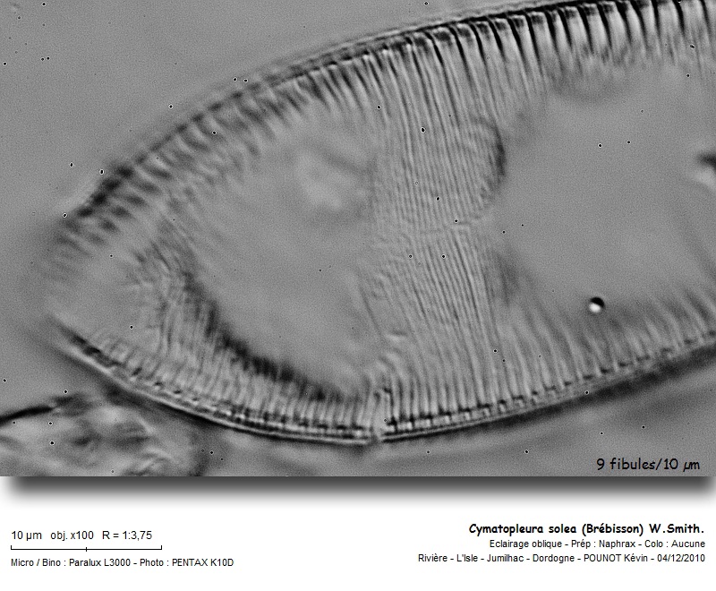 Cymatopleura solea (Brébisson) W.Smith. #19401