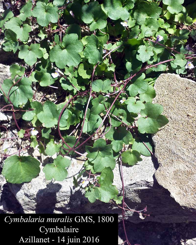 Cymbalaria muralis G.Gaertn., B.Mey. & Scherb. 1800 #45801