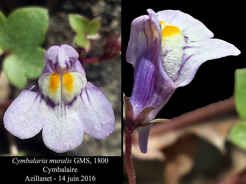 Cymbalaria muralis G.Gaertn., B.Mey. & Scherb. 1800 #45803