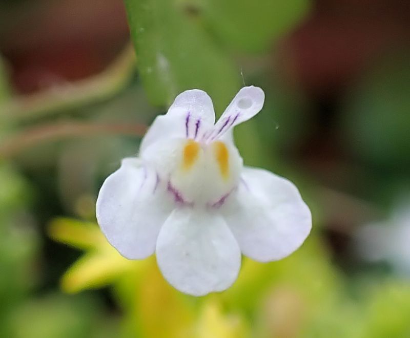 Cymbalaria muralis - Cymbalaires des murs #67181