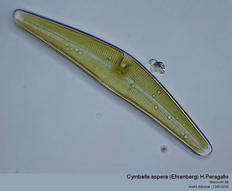 Cymbella Agardh (Description du genre) #16910