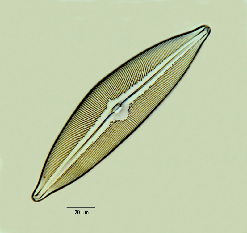 Cymbella ehrenbergii #13209