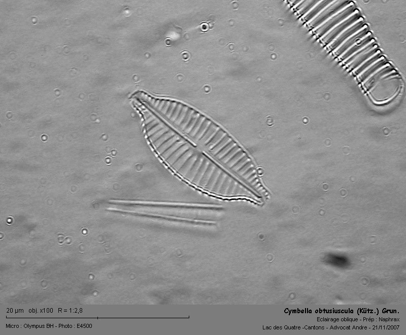 Cymbella obtusiuscula (Kütz.) Grun. #863