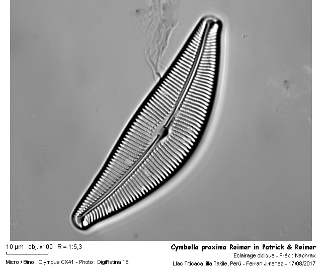 Cymbella proxima Reimer in Patrick & Reimer 1975 #54263