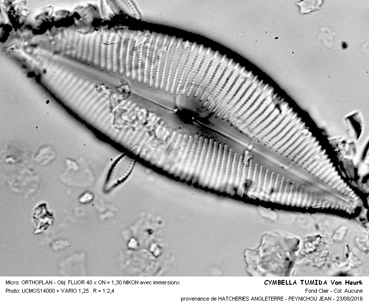 CYMBELLA TUMIDA Van Heurk #46631