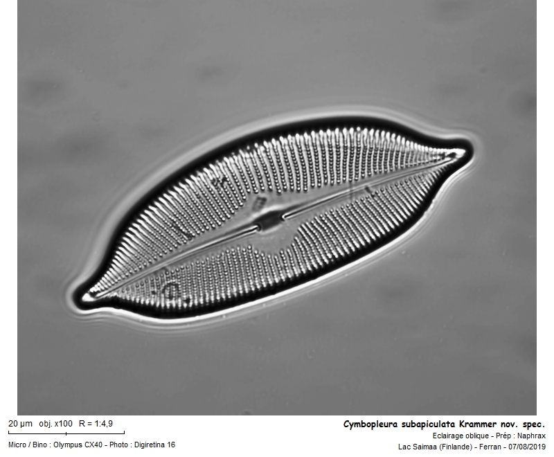 Cymbopleura subapiculata Krammer nov. spec. 2003 #63375